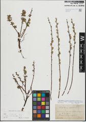 Foto von Salix repens L.